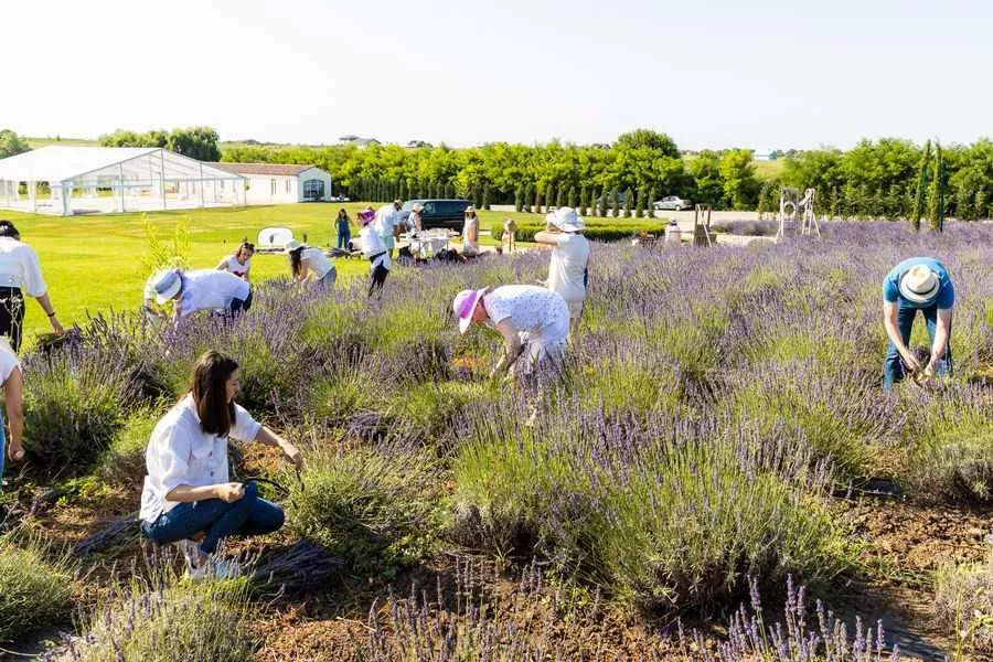 activitati voluntariat sodexo 