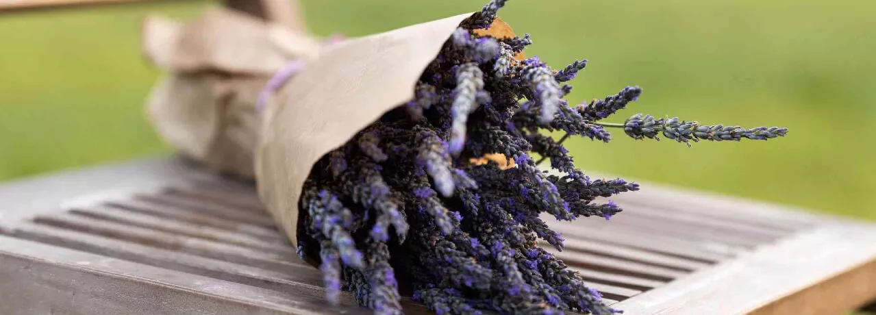 activitati voluntariat lavanda 