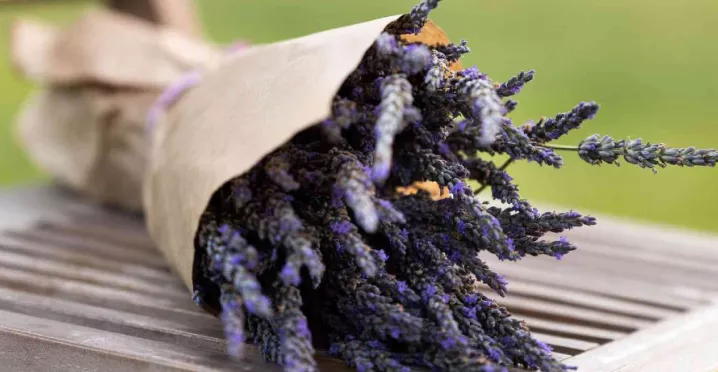 activitati voluntariat lavanda