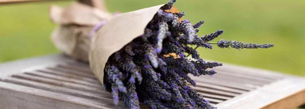 activitati voluntariat lavanda