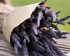 activitati voluntariat lavanda