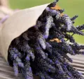 activitati voluntariat lavanda