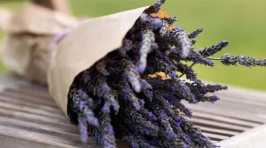 activitati voluntariat lavanda